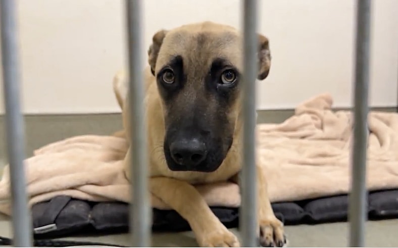 sitting-with-dogs-99-dylan